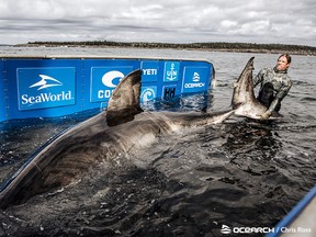 Nukumi is the largest shark the OCEARCH researchers have tagged and sampled during the current expedition.