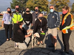 Crystal, a while Spanish podenco is pictured here with her handlers and some airport staff members, who devoted 12 hours Tuesday morning to finding and catching the speedy puppy.
