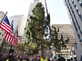 The Rockefeller Center Christmas tree arrives at Rockefeller Plaza and is craned into place on November 14, 2020 in New York City.