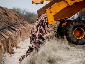 A truck unloads dead mink into a ditch as members of Danish health authorities assisted by members of the Danish Armed Forces bury the animals in a military area near Holstebro, Denmark on November 9, 2020.