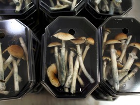 Mushrooms await shipping at the Procare mushroom plantation in Hazerwoude-Dorp, the Netherlands, in 2007.