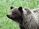 Grizzly bears are listed as a threatened species in Alberta.