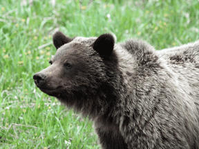 Grizzly bears are listed as a threatened species in Alberta.