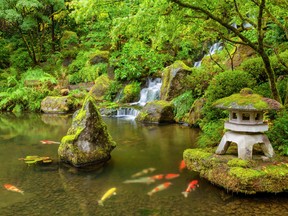 DIRECTINPUT~  This image has been directly inputted by the user. The photo desk has not viewed this image or cleared rights to the image. Portland Japanese Garden pond with koi fish carp
paulacobleigh/Getty Images/iStockphoto