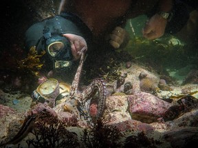 Octopus's garden? A scene from the Netflix nature documentary My Octopus Teacher.