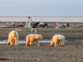 Polar bears wander the Beaufort Sea coast in the Arctic National Wildlife Refuge.