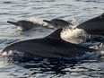 Dolphins in the waters off Lovina Beach on Bali island's Singaraja regency on Oct. 30, 2020.