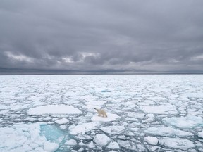 This file handout photo taken in June, 2018 and made available on July 17, 2020 by Polar Bears International shows a polar bear in Svalbard, Norway.