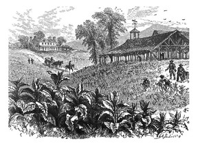 An antique illustration of a tobacco plantation from 1878.