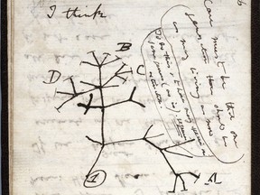 A handout image released by the University of Cambridge on November 24, 2020 shows the 1837 'Tree of Life' sketch on a page from one of the lost notebooks of British scientist Charles Darwin.