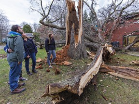 Lukas Korfmann (left), his mother, Keri, and sister Katie look at the remains of a 200-year-old oak tree that was blown onto the rear of their Humberstone Avenue home in Brantford by high winds on Sunday afternoon.