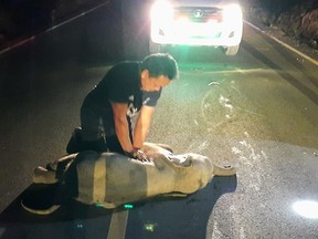 A rescue worker performs CPR on a baby elephant after a motorcycle crash in Chanthaburi province, Thailand, December 20, 2020. Picture taken December 20, 2020.