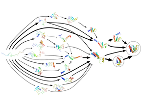 A Markov state model illustrating 15 of the highest-flux folding pathways between the unfolded and native states of ACBP, a 86-residue helix-bundle protein.