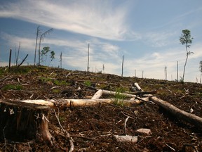 A clear cut section of forest is seen on Grassy Narrows First Nation territory near Dryden, Ont., in this 2006 handout image. Two First Nations communities devastated by mercury poisoning nearly 50 years ago are still feeling the impacts from the metal toxins in one of their key water supplies, a world-renowned expert suggested.