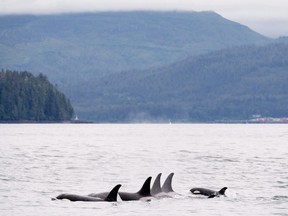Orcas play in Chatham Sound near Prince Rupert, B.C., Friday, June, 22, 2018. A hush has blanketed the waters off the British Columbia coast as the pandemic has marked a significant reduction in sea traffic, which scientists say is an opportunity to study how noise affects southern resident killer whales.