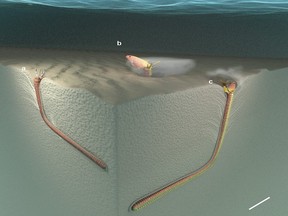 Schematic three-dimensional model of the feeding behavior of Bobbit worms and the proposed formation of Pennichnus formosae.