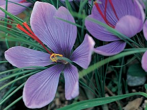 The autumn-flowering saffron crocus (crocus sativus) offers a promising treatment for COVID-19.