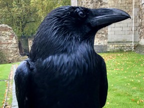 "Merlina was our undisputed ruler of the roost, queen of the Tower ravens," a spokesperson said. "She will be greatly missed by her fellow ravens, the ravenmaster, and all of us in the Tower community."