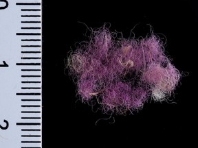 Wool fibers dyed with Royal Purple,~1000 BCE, Timna Valley, Israel.