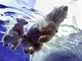 A polar bear cub and her mom swim in their pool at the Detroit Zoo.