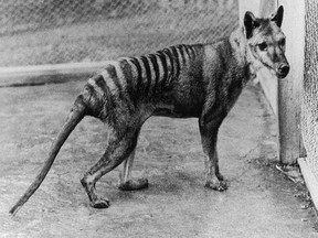 The last thylacine named Benjamin photographed in Beaumaris Zoo in 1936.