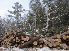 The Catchacoma Forest is governed under Ontario’s Crown Forest Sustainability Act, enacted in 1994 under then-New Democratic premier Bob Rae. In this type of forest, loggers cut selected trees, and protect the health of the forest during operations, writes Peter Kuitenbrouwer.