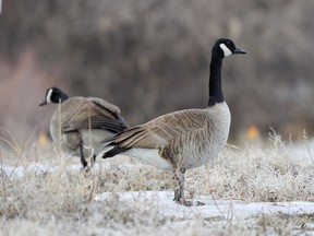 B.C. councillors have voted 6-1 in favour of the cull program that would eliminate invasive geese, but nearly 2,000 people have signed two petitions against it.