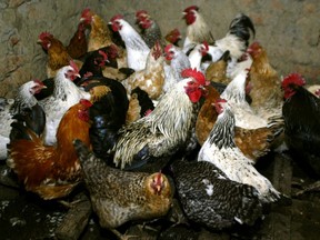 FILE PHOTO: Chickens await vaccination against bird flu at the settlement Peredovoi 100 km from the Russia's southern city of Stavropol, March 11, 2006.