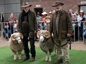 Sam Neill (at right) and Michael Caton and their prize sheep in Rams.