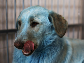 The stray dogs either ingested chemical-laden trash near the factory, or, less likely, rolled in some pigment there.