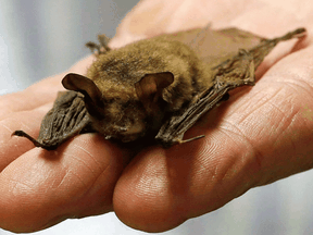 “There is more potential for humans to infect bats with COVID-19, which may have more serious consequences,” one scientist says.