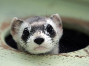 Black-footed ferrets are one of North America's most endangered species. They were declared extinct in 1979, but a Wyoming rancher discovered a small population living on his land two years later.