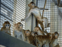 Macaque monkeys used for research, at a breeding centre in Thailand.