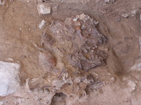 A Neanderthal skull, flattened by thousands of years of sediment and rock fall, is seen in Shanidar Cave in northern Iraq in an undated photo.