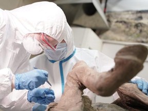 Scientists in Russia remove samples from a horse that had been frozen in permafrost.