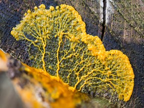 Physarum polycephalum, slime mold that mostly inhabits on moist dung, soil and wood, uses its tubular network to detect food and store memory about its location.