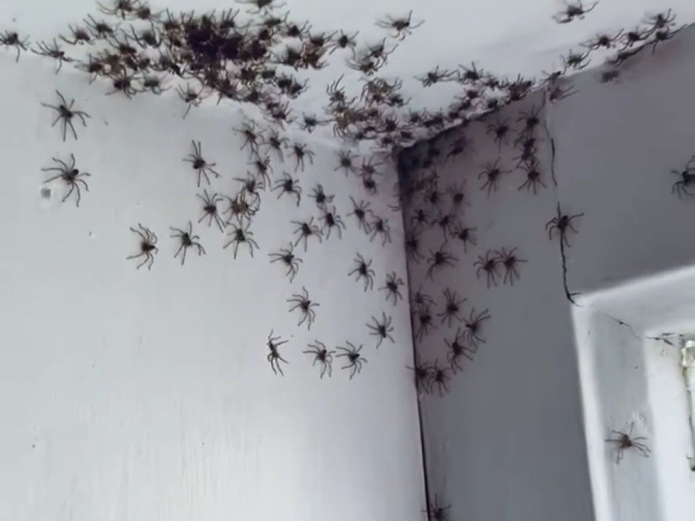 It is spider season in Australia!
