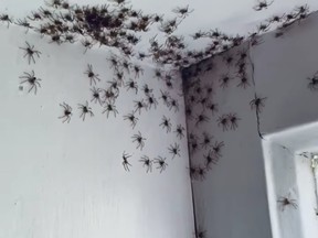 A Sydney resident posted a photo of baby huntsman spiders crowding the corner of a wall in her friend's house.