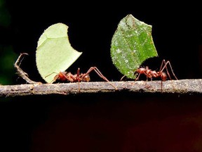 Some species of ants actually practice social-distancing measures when an infection breaks out.