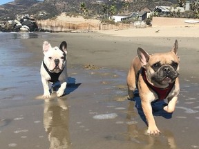 Lady Gaga's dogs from the left, Gustav and Koji.