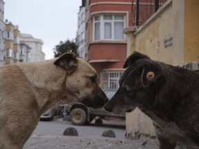 Two dogs share a muzzle-to-muzzle nuzzle in Stray.
