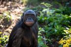 The 29-year-old bonobo Unga had been receiving special treatment after she suffered a stroke in 2015. However, she passed away on March 5, 2021, allegedly because of a stroke.