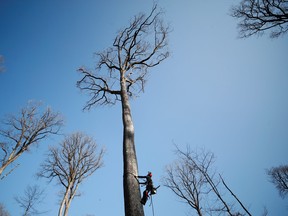 A specialist lumberjack works on the first oak tree selected to be used to rebuild the spire and the roof of the Notre-Dame de Paris Cathedral destroyed by fire in 2019.