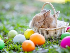 Cute little bunny sleeping in the basket and easter eggs in the meadow
