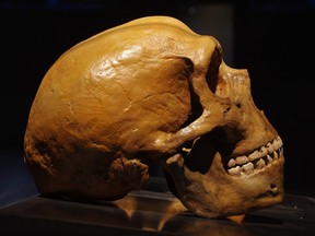 The study shows that Neanderthals, who lived approximately 40,000 years ago in Eurasia, possessed communication and hearing abilities similar to modern humans.
