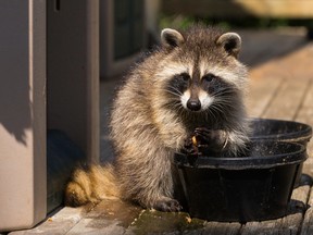 Officials suggest that more raccoons have been seen on Toronto streets because people stay home and exercise outdoors more than usual.