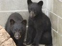 The two cubs — later named Jordan and Athena — at the North Island Wildlife Recovery Centre.