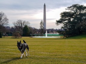 Major, one of the family dogs of U.S. President Joe Biden and First Lady Jill Biden, explores the South Lawn after on his arrival from Delaware at the White House in Washington, U.S. January 24, 2021.