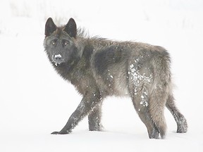 An adult black wolf, like this one near Yellowstone National Park, was killed by Montana Gov. Greg Gianforte after it wandered outside the park.