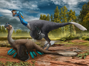 An attentive oviraptorid theropod dinosaur broods its nest of blue-green eggs while its mate looks on in what is now Jiangxi Province of southern China some 70 million years ago.